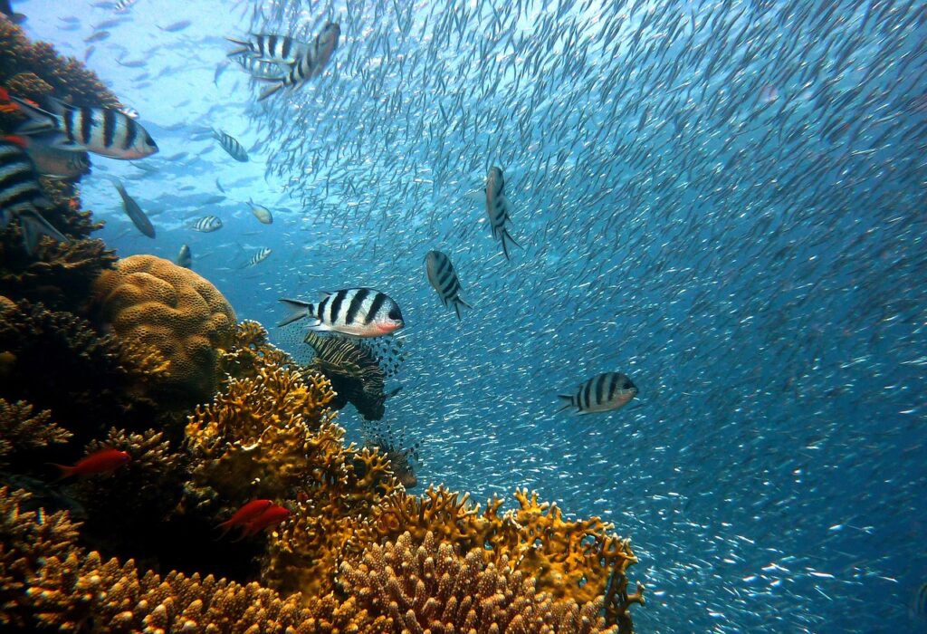 Bunte Korallenriffe mit zahlreichen kleinen und gestreiften Fischen in klarem blauem Wasser